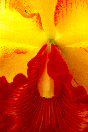 Orchid14