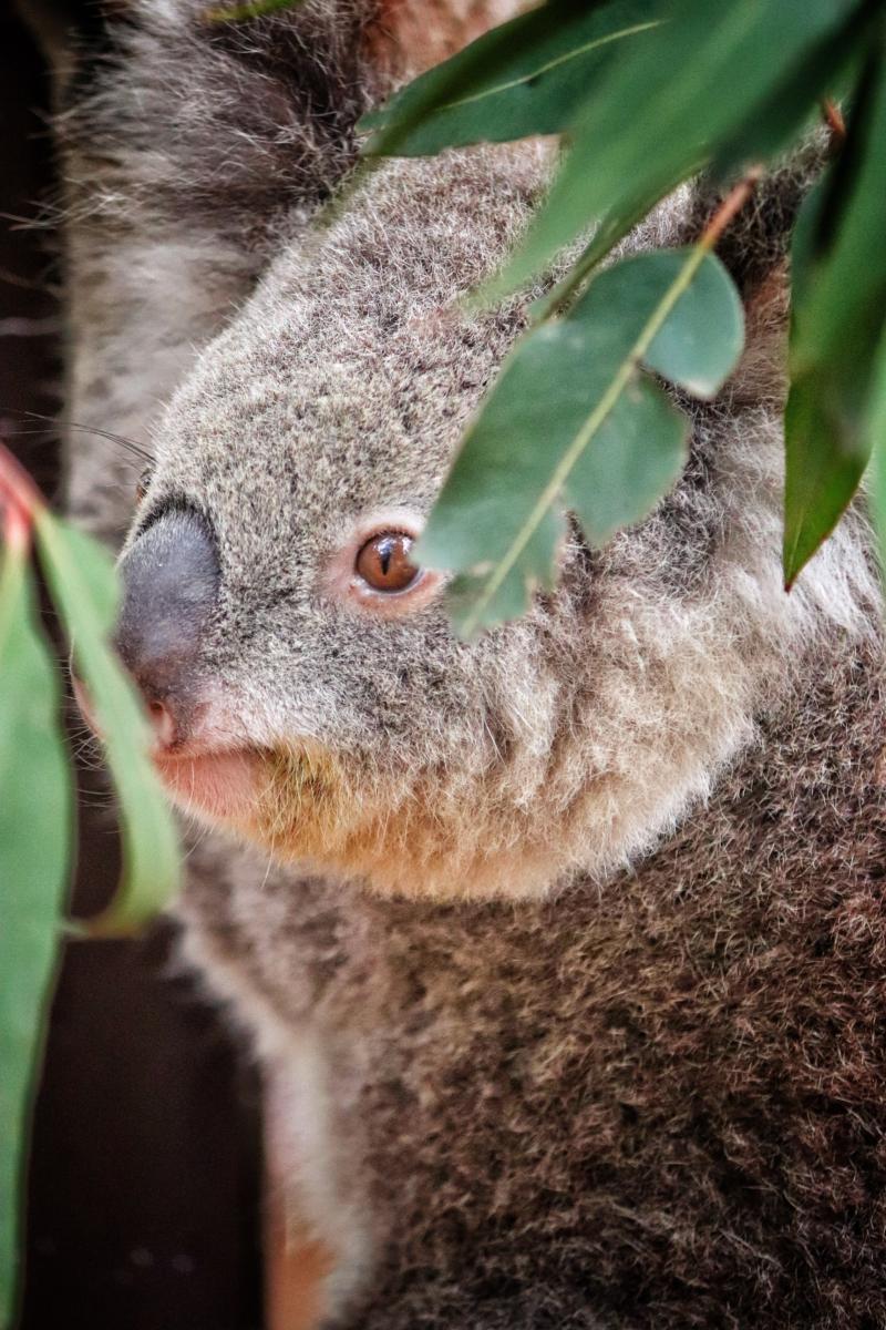 Koala