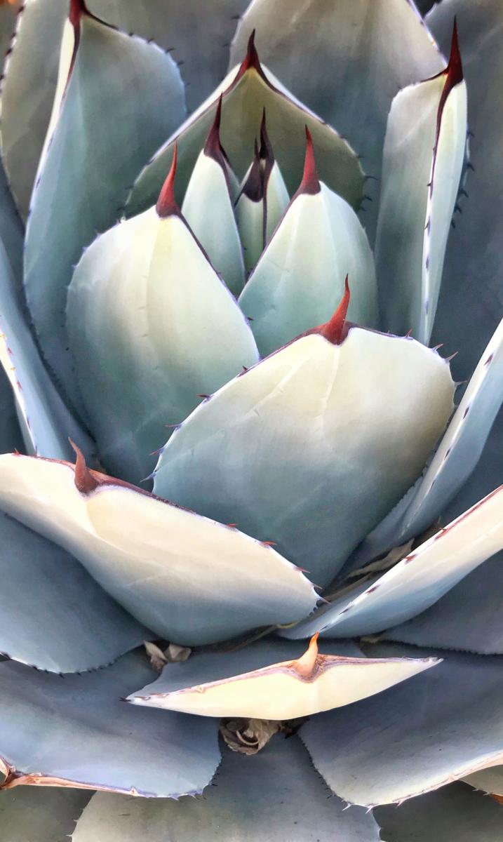 Artichoke Yucca