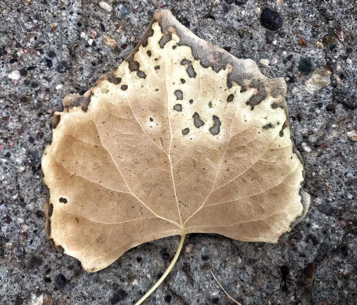 Aspen Leaf, Albuquerque, New Mexico