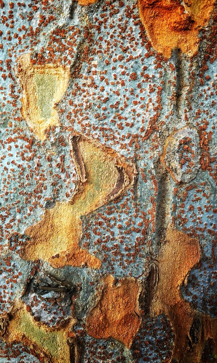 Bark Texture 1