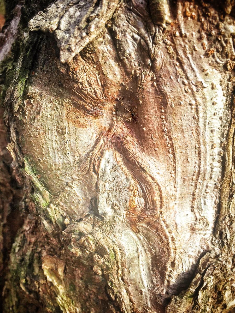 Bark Texture 2