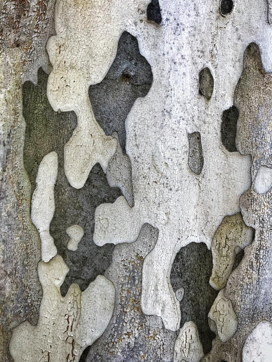 Bark Texture 3