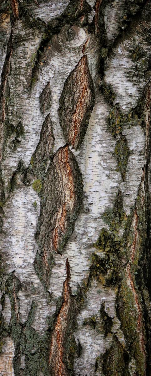 Bark Texture 4