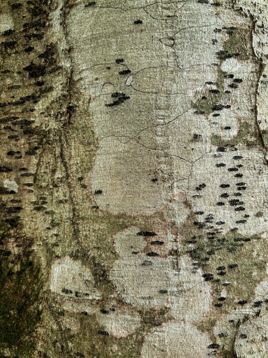 Bark Texture 5