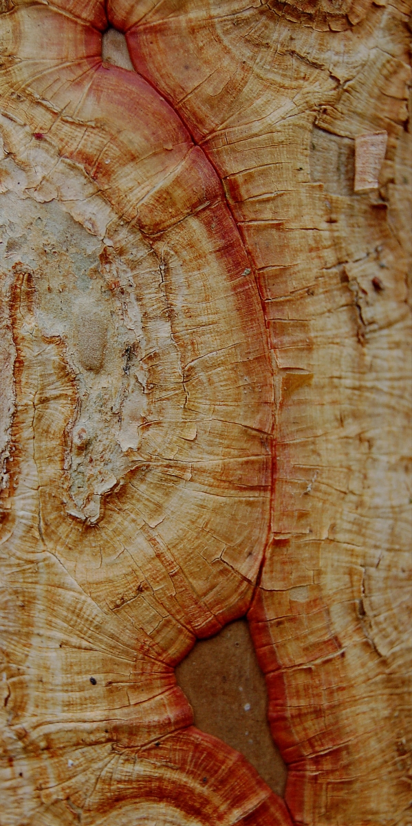 Bark Closeup