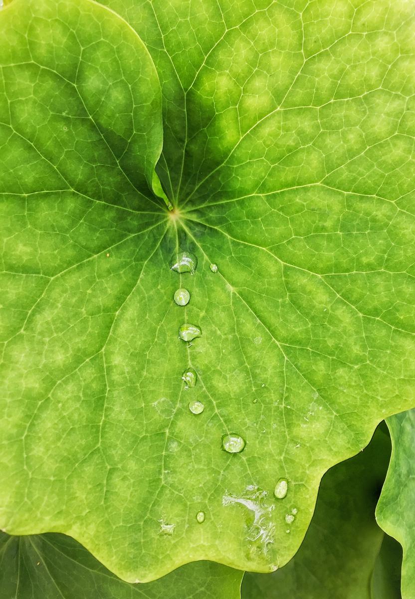 Irrigation, Coastal Maine Botanical Gardens 