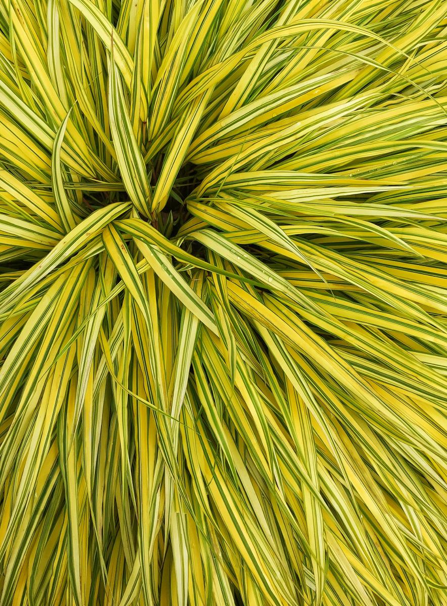 Ornamental Grass, Coastal Maine Botanical Gardens