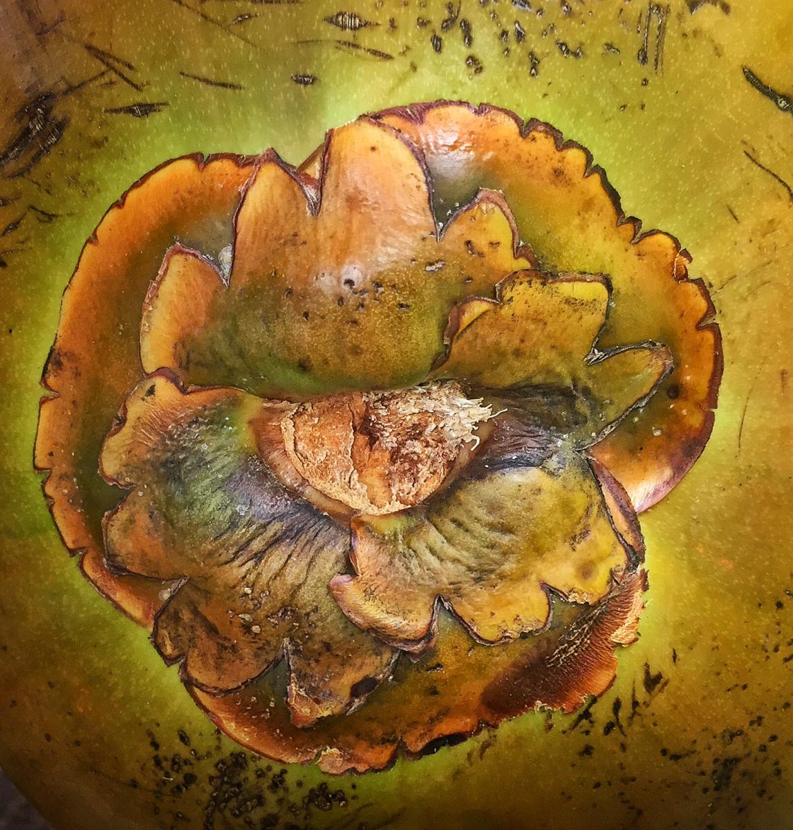 Coconut, Denali Rain Forest