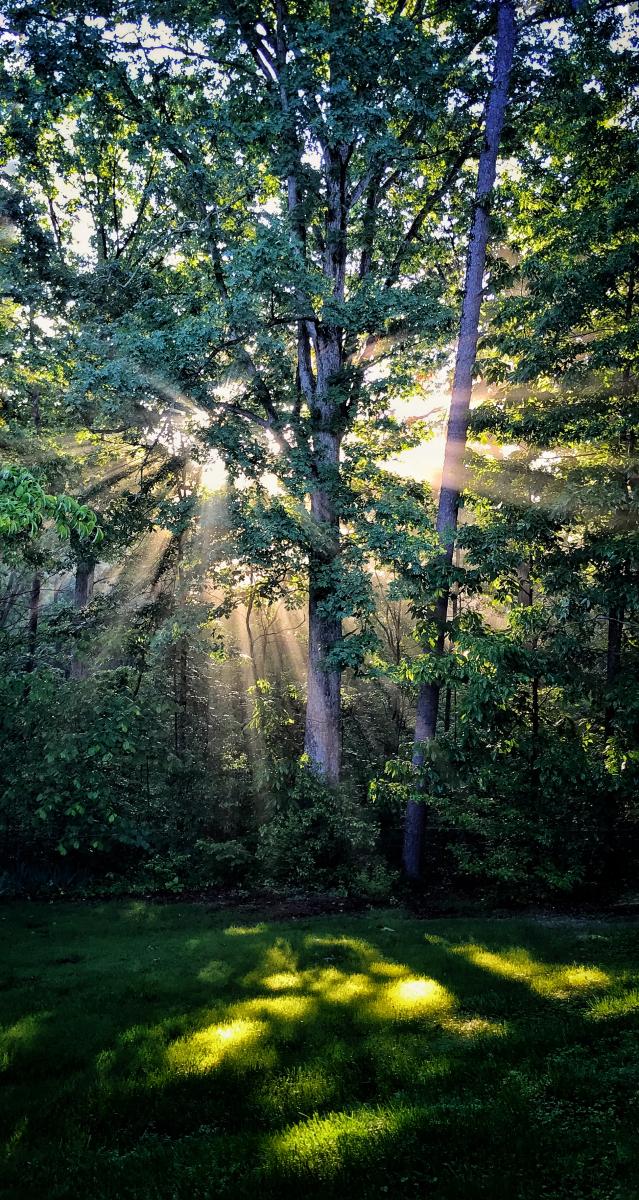 Crepuscular Rays