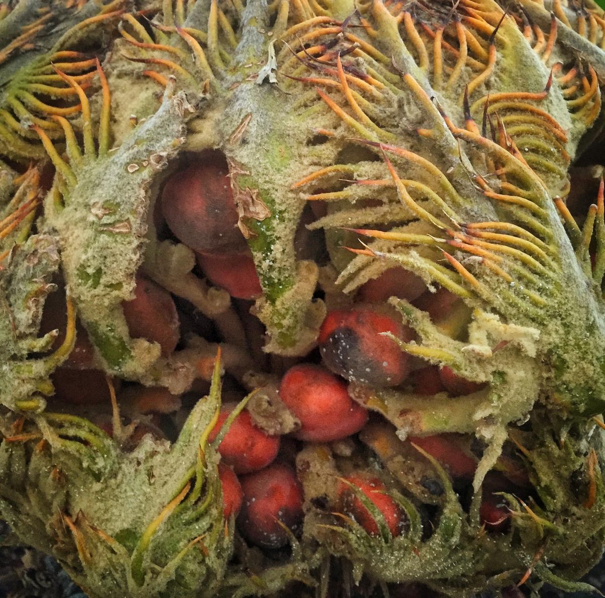 Cycad Fruits