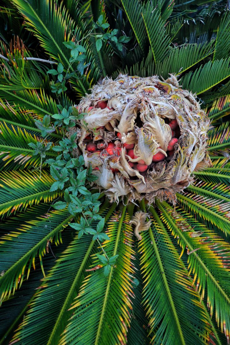 Cycad Leaves and Fruits