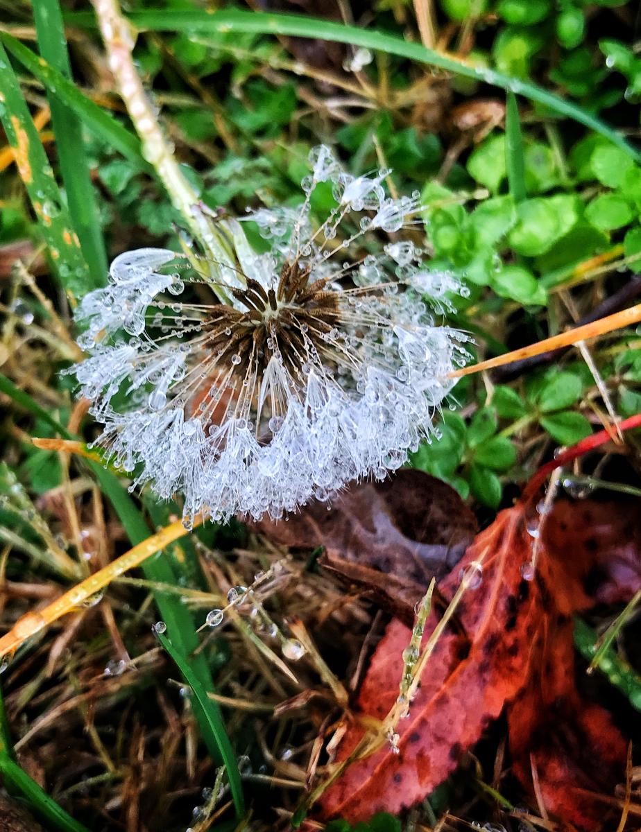 Dandelion with Dew, Sewanee