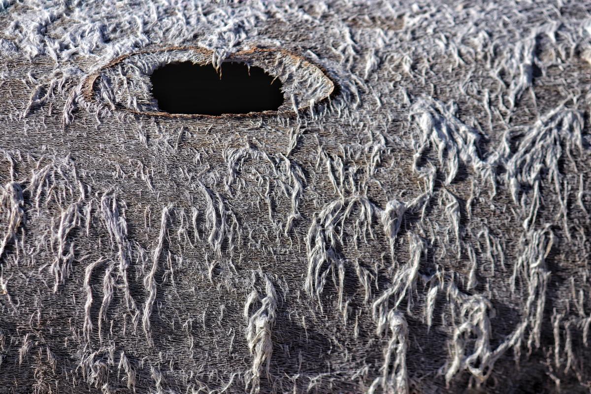 Dead Cactus, Joshua Tree National Park