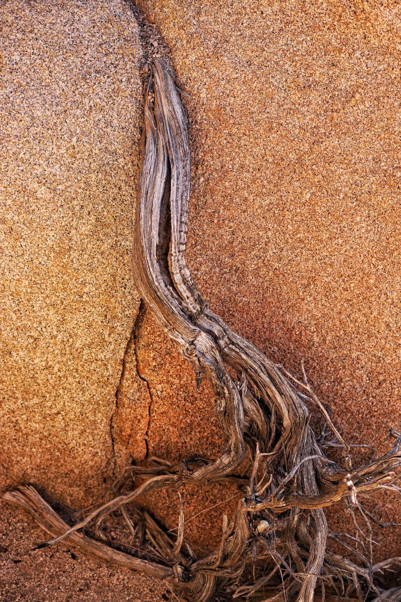 Dried Root, Joshua Tree National Park