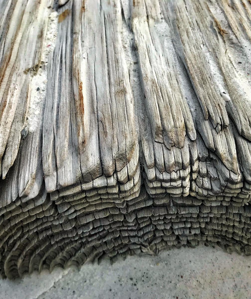 Driftwood Cross-Section