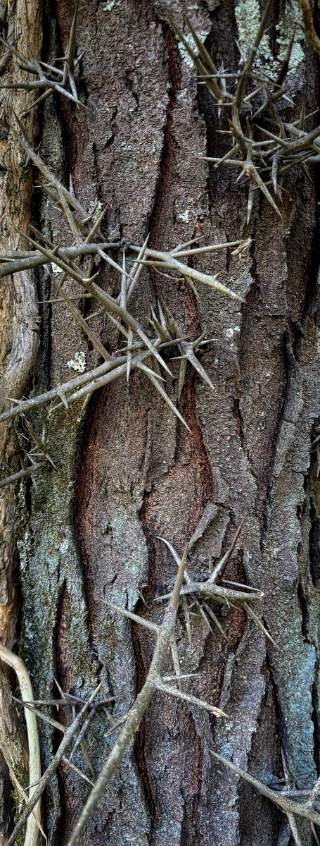 Honey Locust Bark