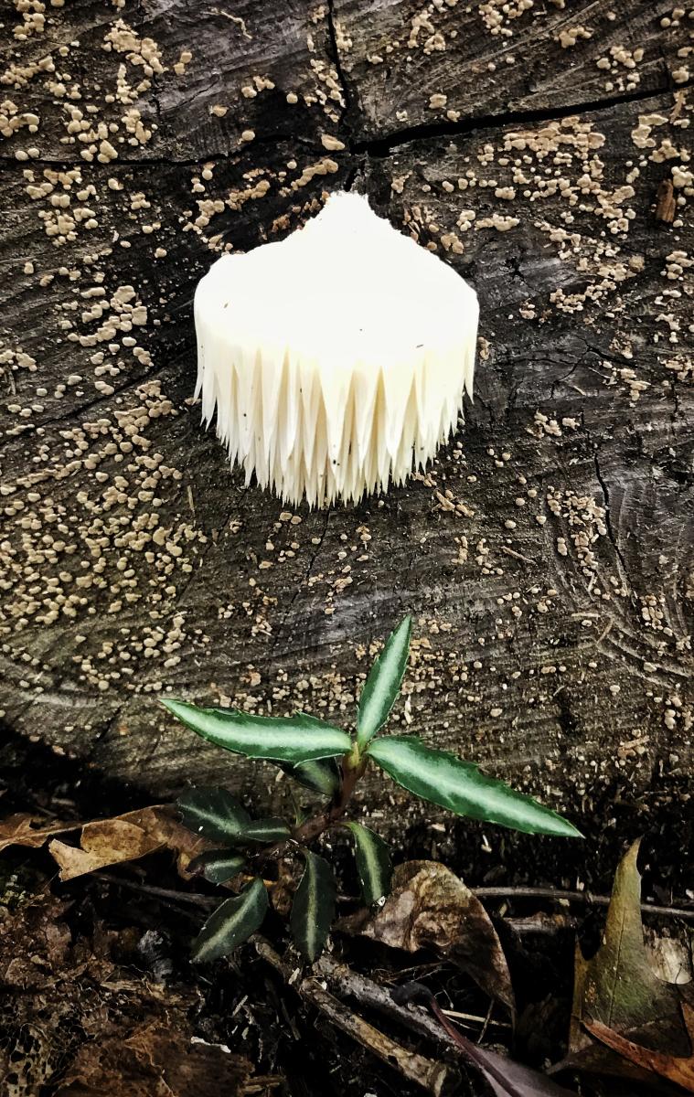 Lions Mane, Sewanee, Tennessee