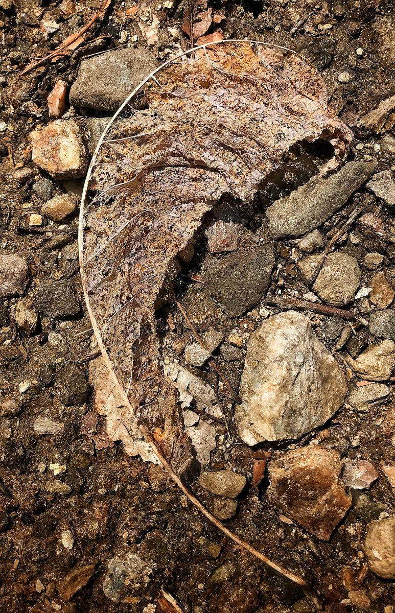 Magnolia Leaf, Black Mountain, North Carolina