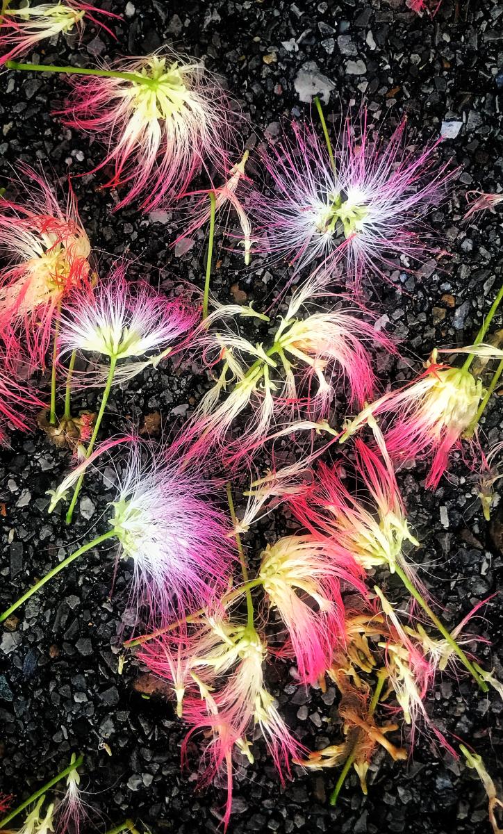 Mimosa Flowers, Ooltewah, Tennessee