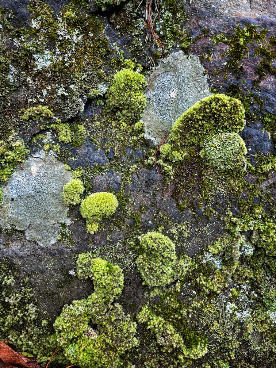 Mosses and Lichens 1, Ocoee, Tennessee