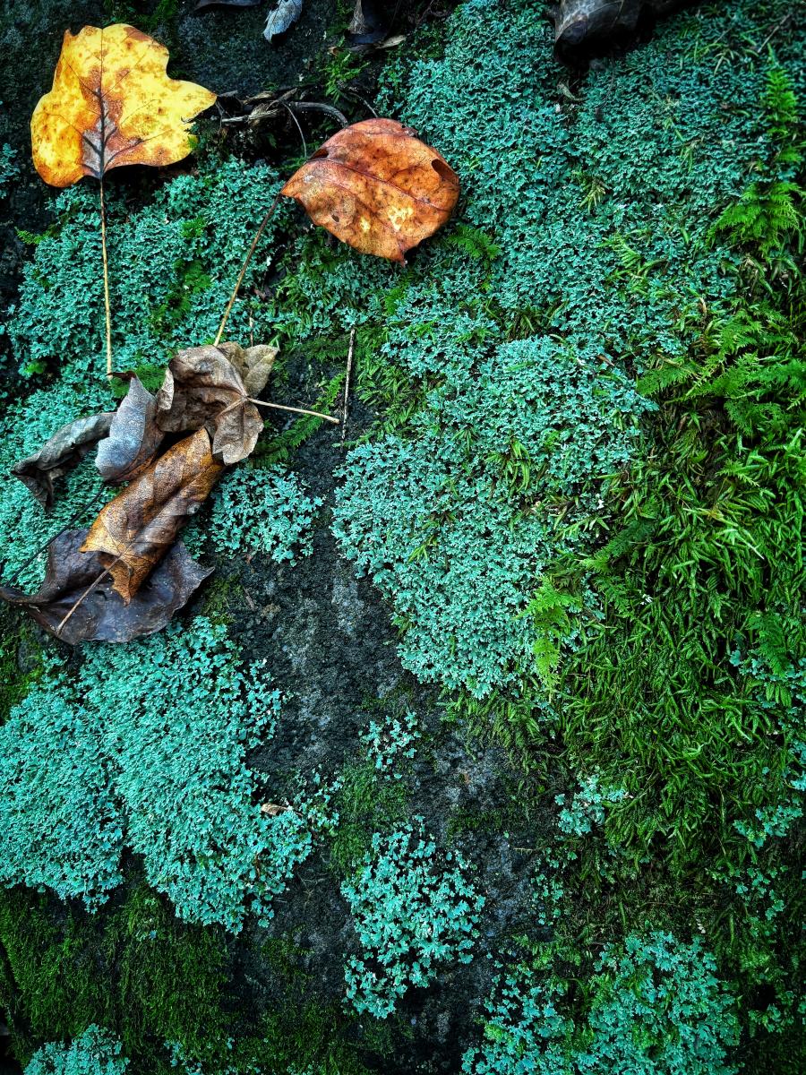 Mosses and Lichens 2, Ocoee, Tennessee