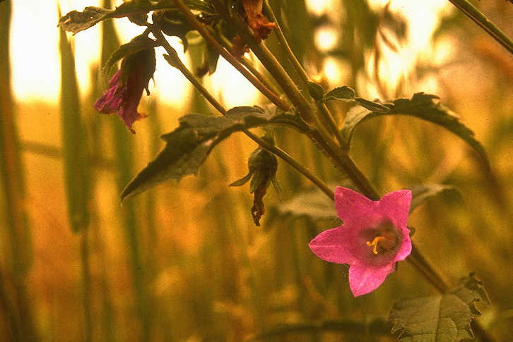Balloon Flower