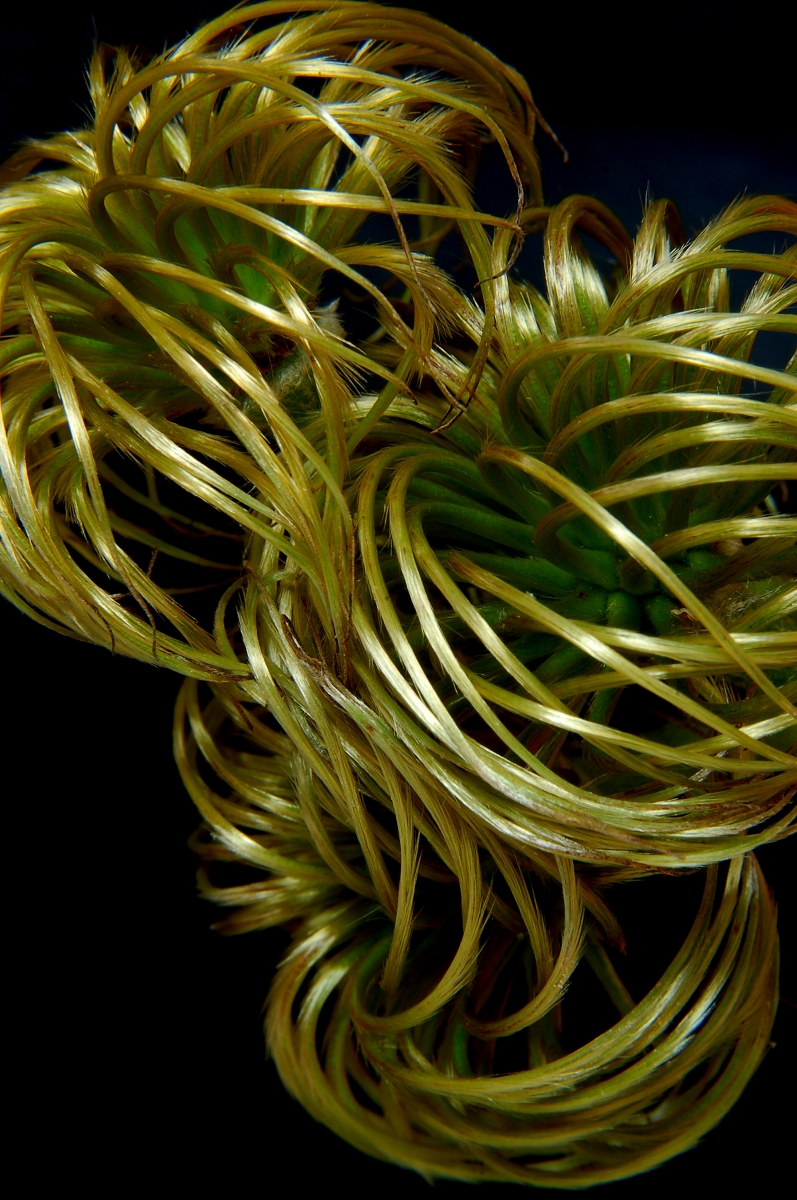 Clematis Seeds