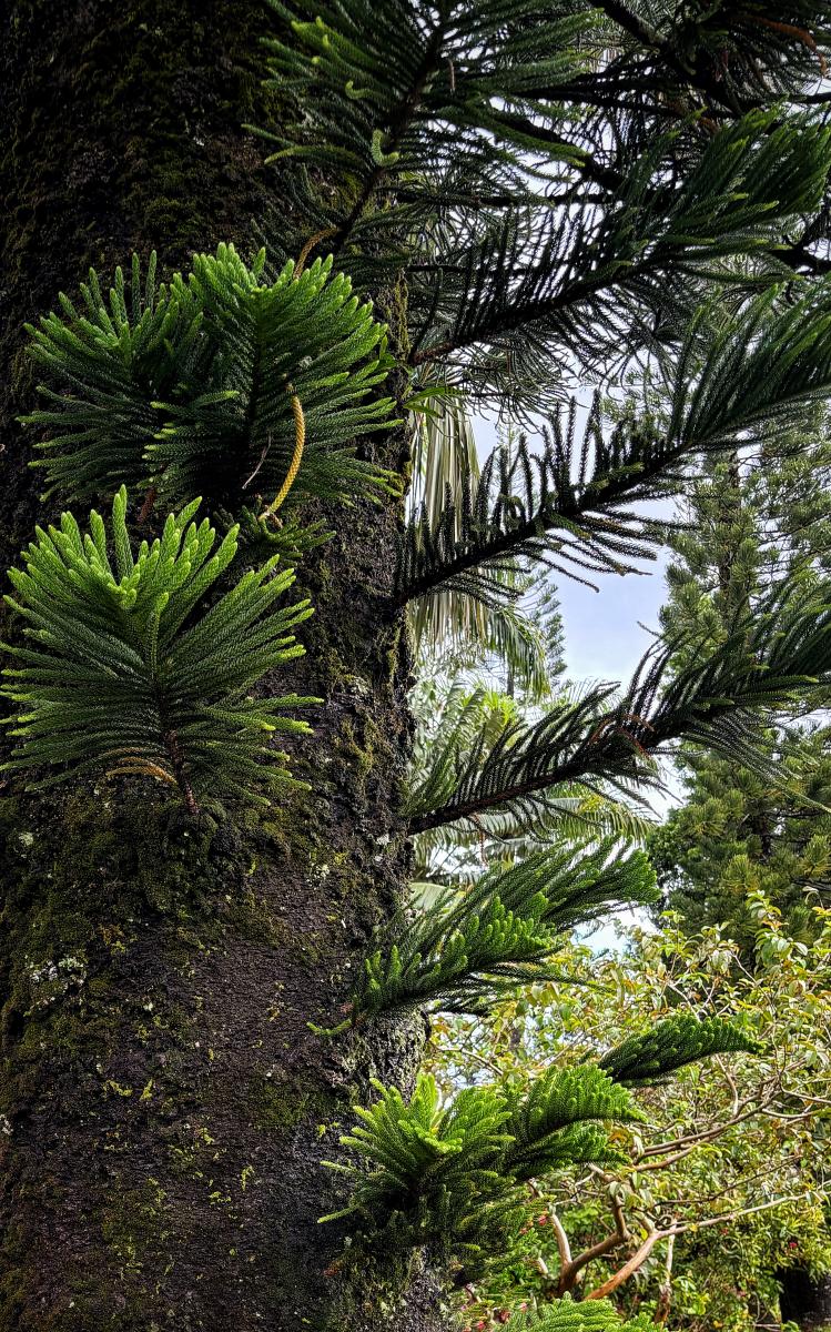 Norfolk Island Pine
