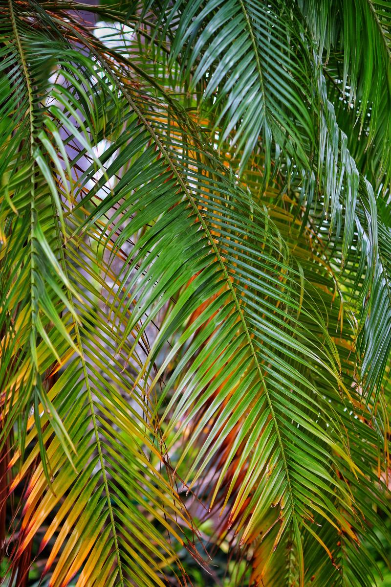 Palm Fronds