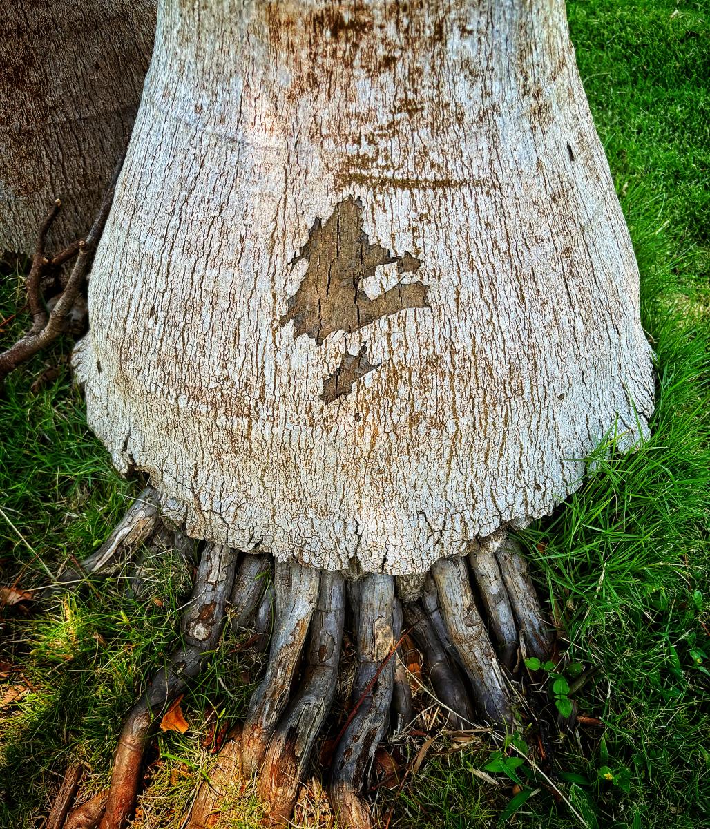 Palm Tree Roots