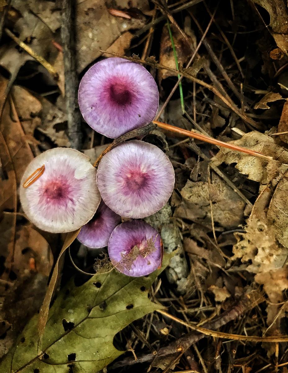 Purple Fungi, Kennebunkport, Maine