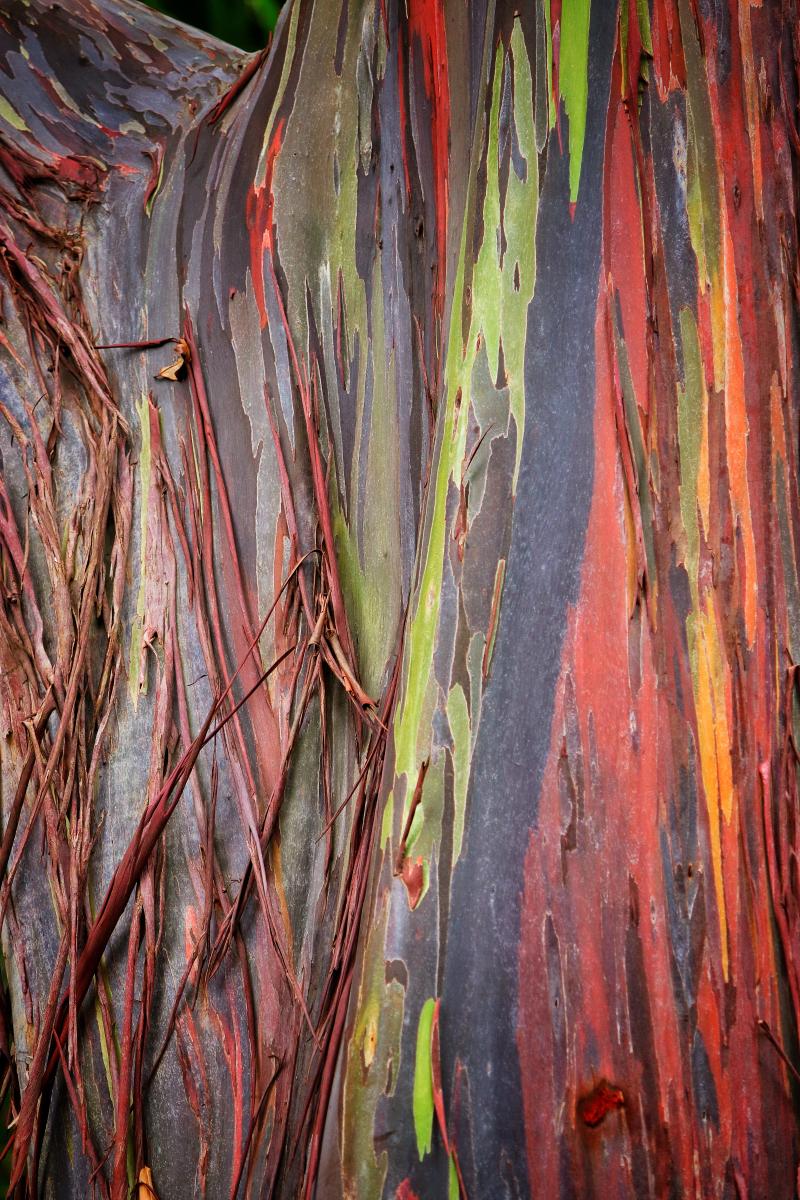 Rainbow Eucalyptus 1