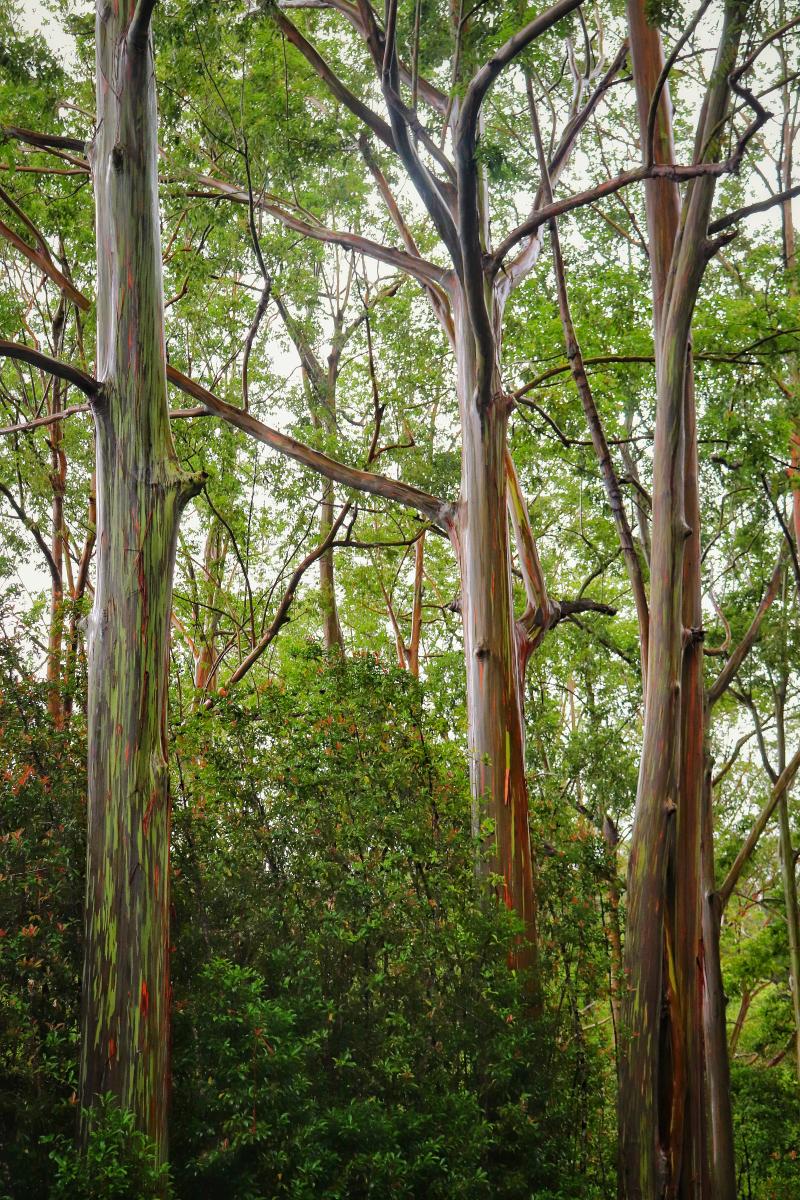 Rainbow Eucalyptus 2