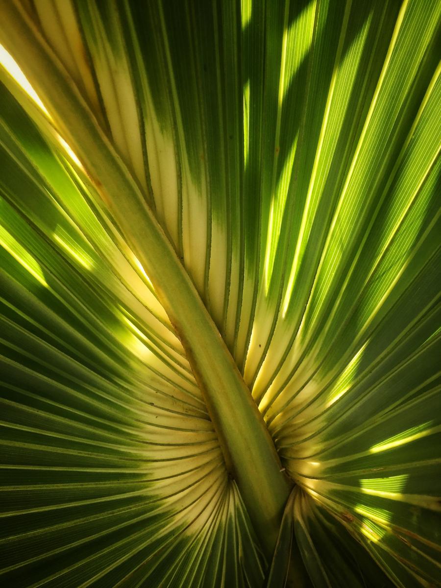 Saw Palmetto, Sanibel Island