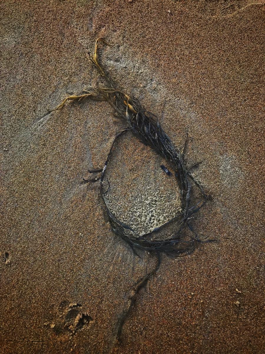 Seaweed Pattern, Ocean Park, Maine