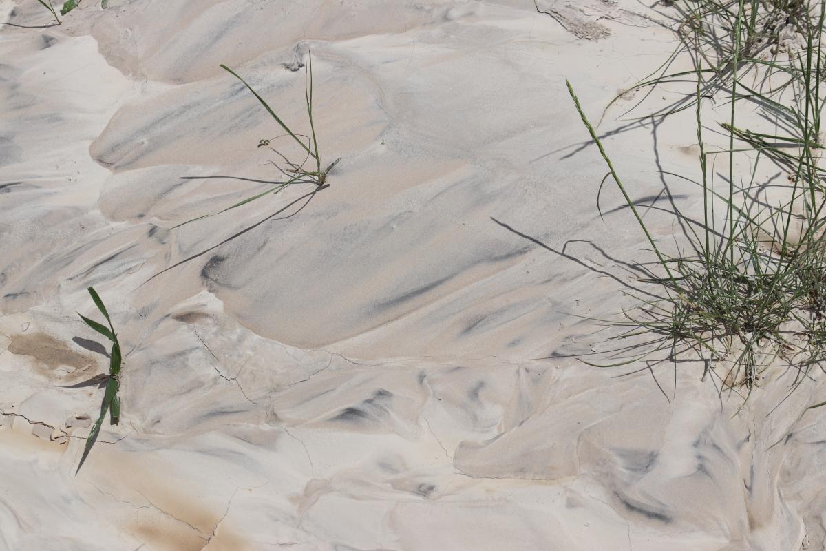 Silt Drift and Grasses, Badlands, South-Dakota