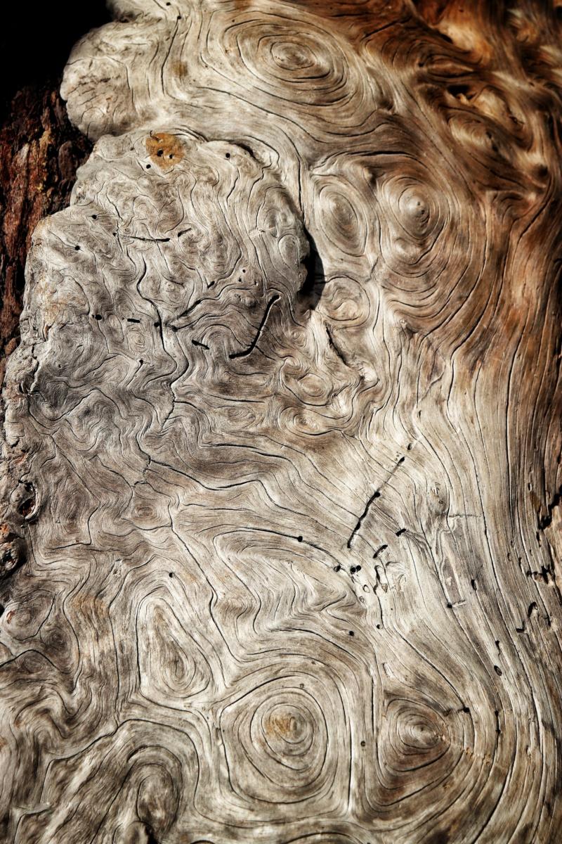 Driftwood on French Beach, Vancouver Island