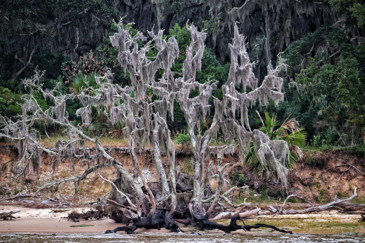 Spanish Moss, Cumberland Island
