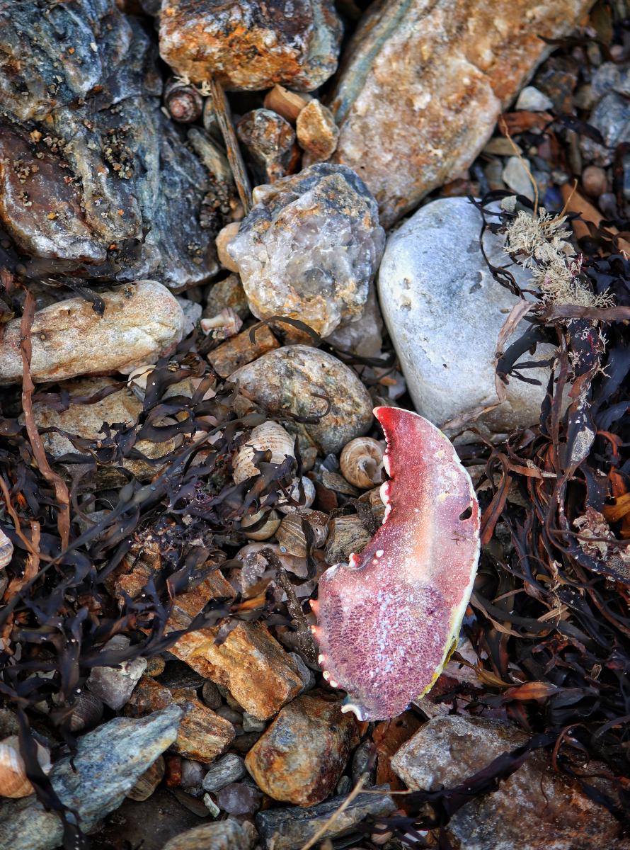 Stone and Lobster Claw, Boothbay Harbor, Maine