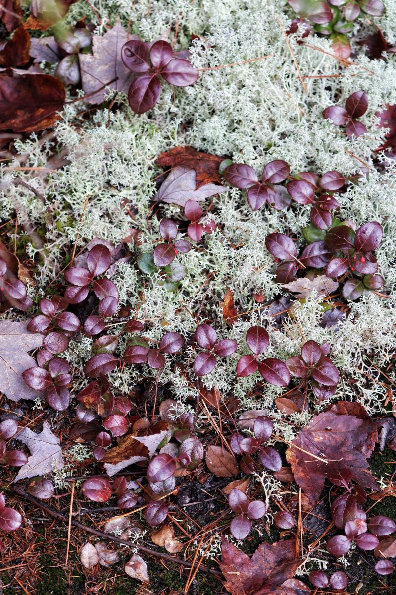 Teaberry, Gulf Hagas, Maine
