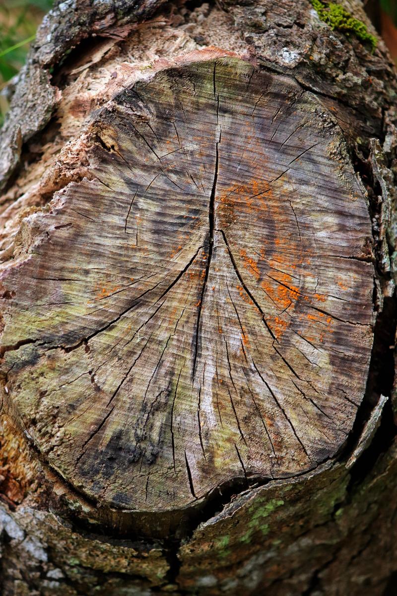 Tree Cross Section 1