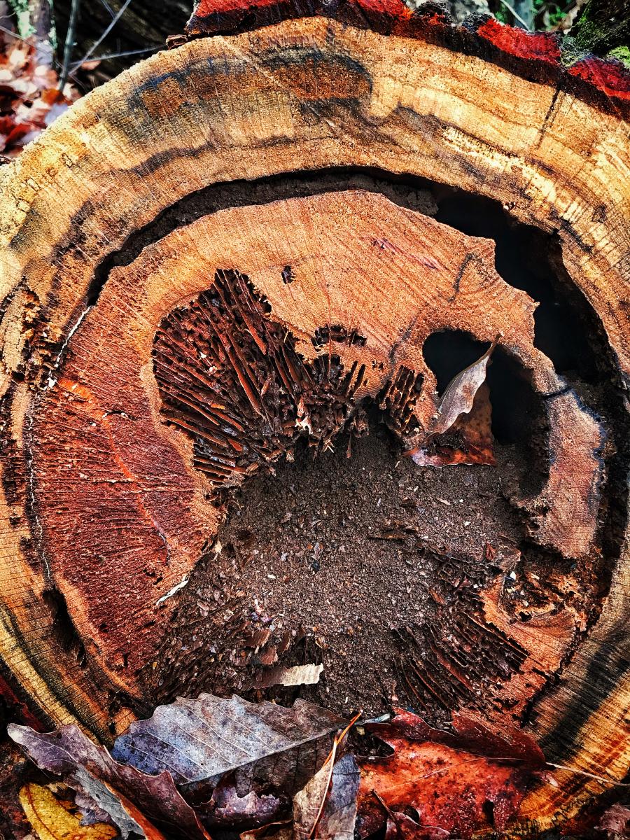 Tree Cross Section 2