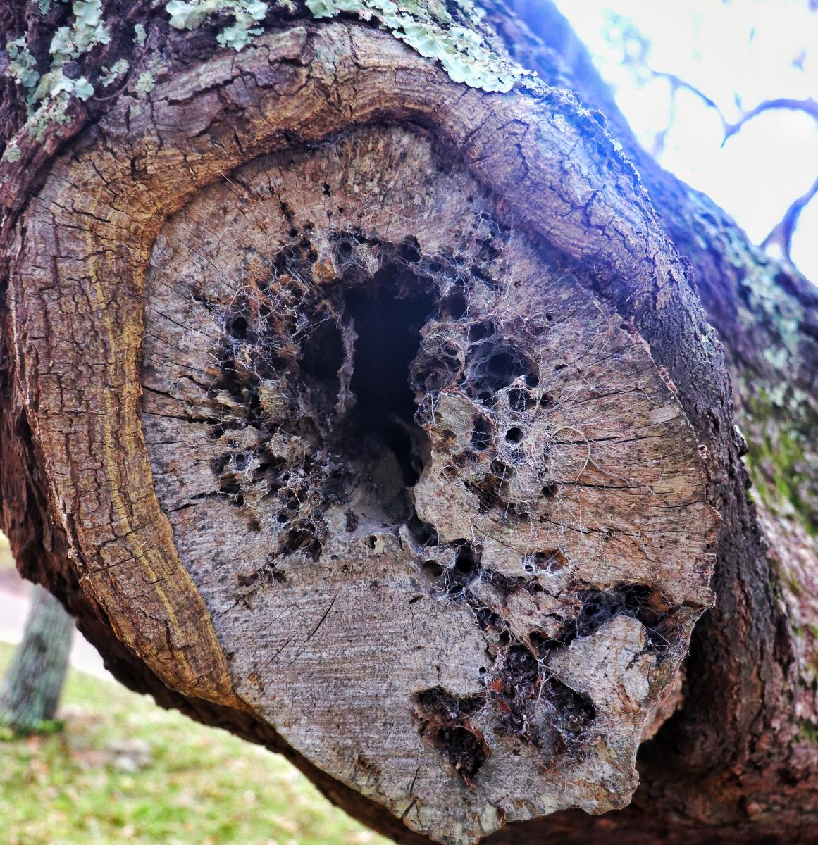 Tree Cross Section 3