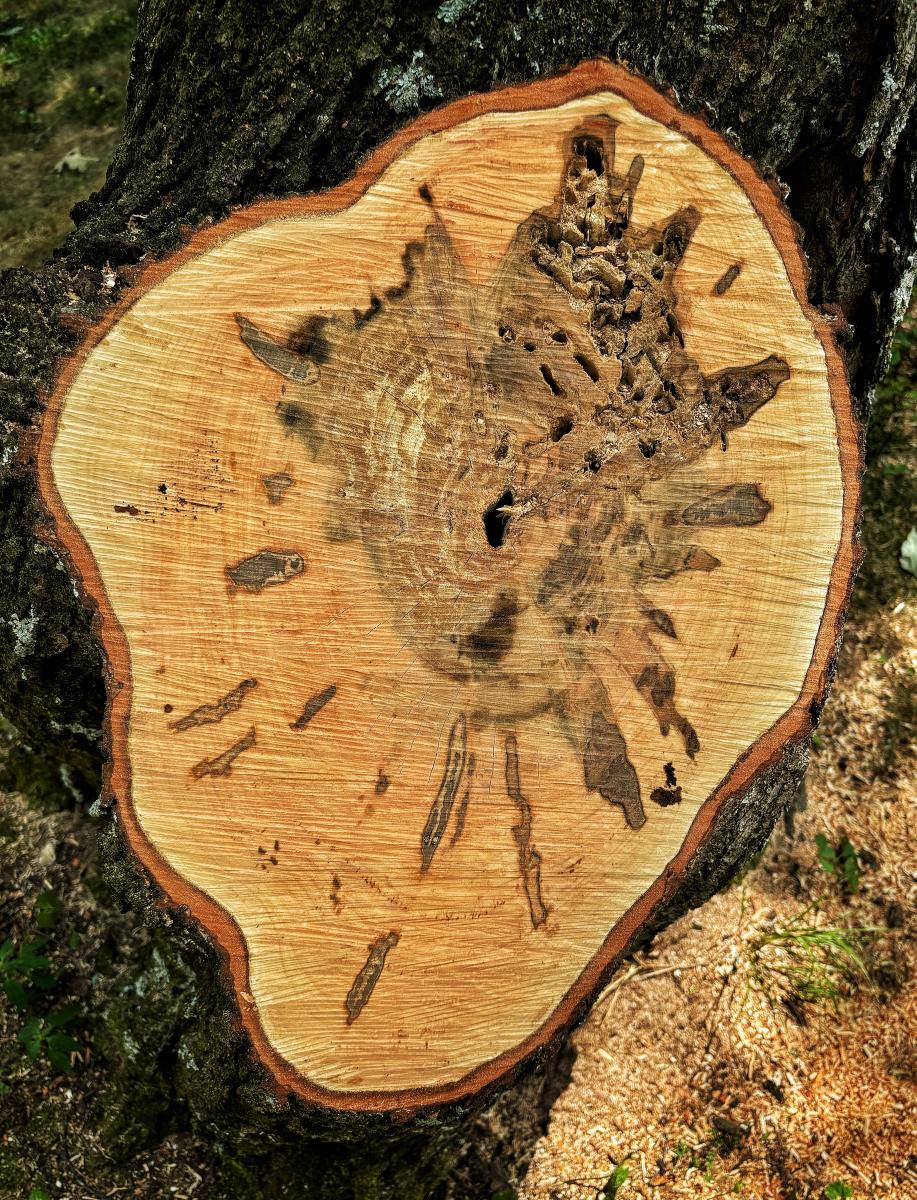 Tree Cross Section 4