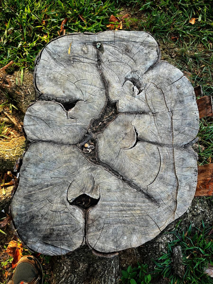 Tree Cross-Section 5