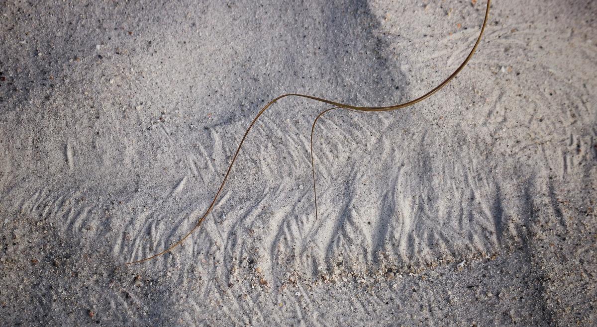 Wind and Grass Patterns, Bradenton, Florida