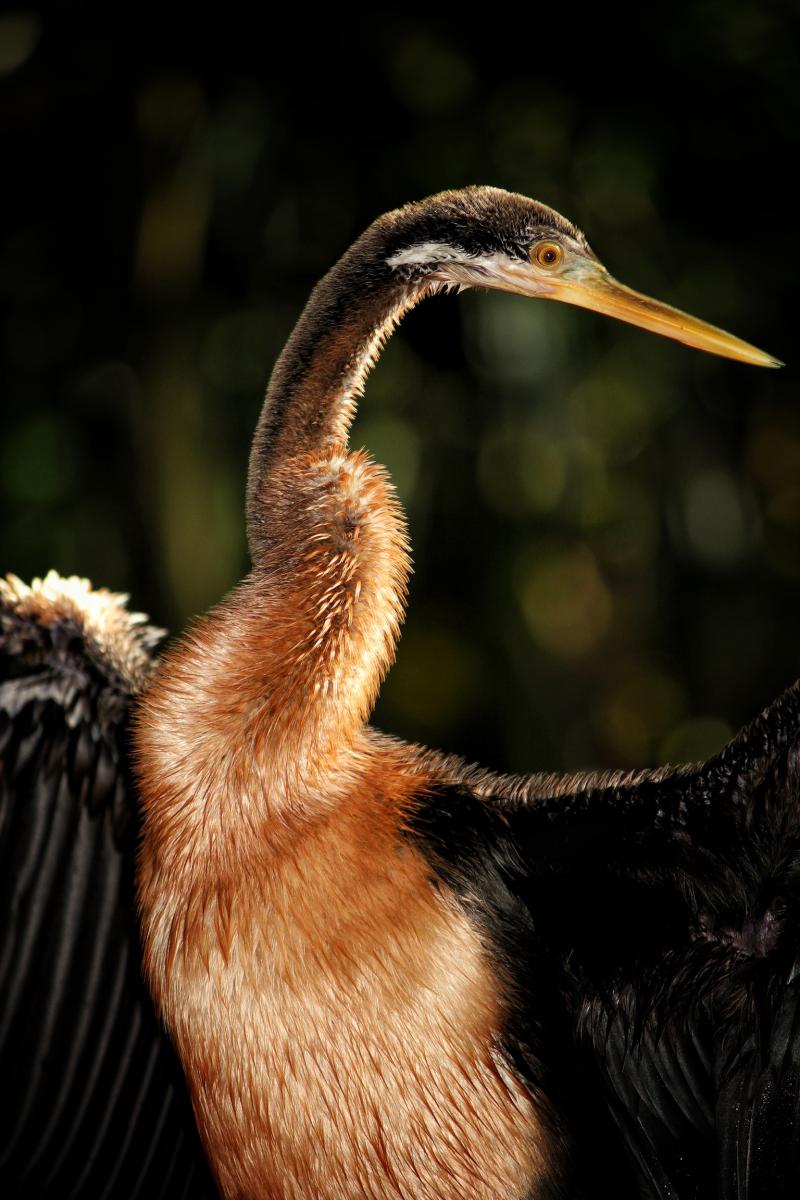 Eastern Australian Anhinga
