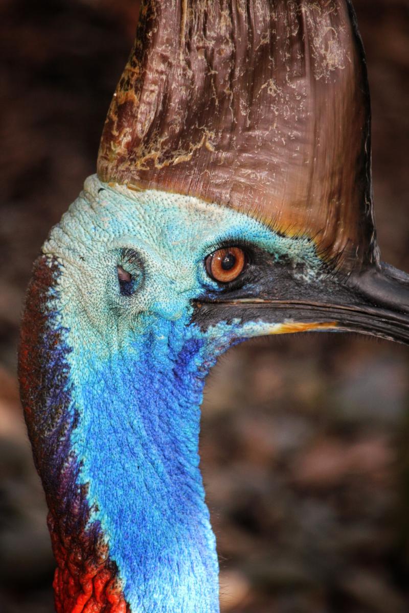 Eastern Australian Cassowary