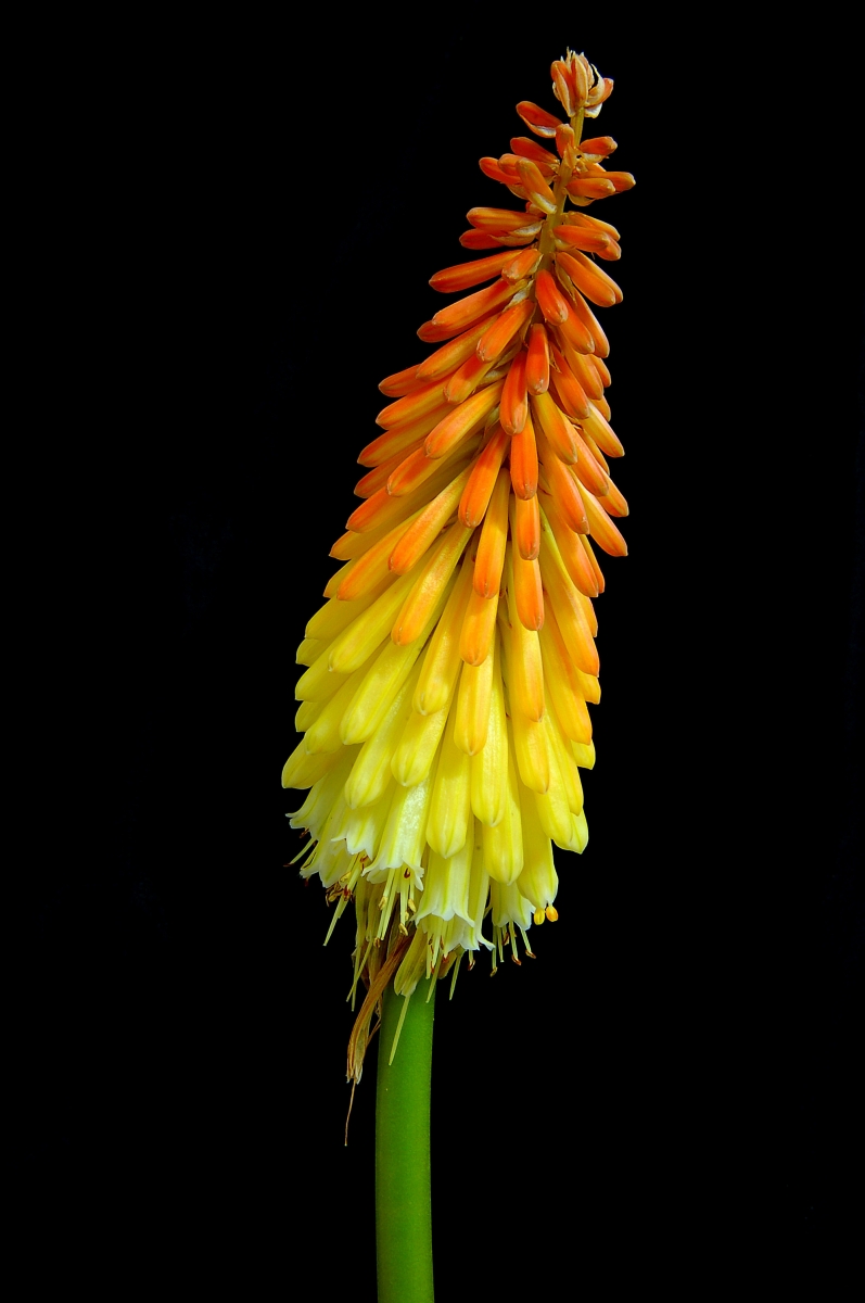 Red Hot Poker